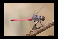 PhotoID: AusDr396. Rosy Skimmer (Orthetrum migratum) - male