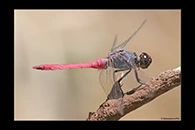 PhotoID: AusDr397. Rosy Skimmer (Orthetrum migratum) - male