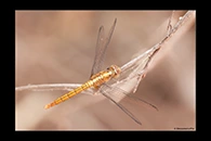 PhotoID: AusDr429. Rosy Skimmer (Orthetrum migratum) - female