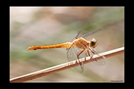 PhotoID: AusDr454. Rosy Skimmer (Orthetrum migratum) - female