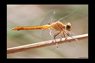 PhotoID: AusDr455. Rosy Skimmer (Orthetrum migratum) - female