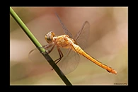 PhotoID: AusDr457. Rosy Skimmer (Orthetrum migratum) - female