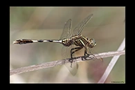 PhotoID: AusDr635. Slender Skimmer (Orthetrum sabina) - female