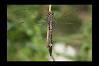 PhotoID: AusDr636. Slender Skimmer (Orthetrum sabina) - female