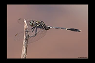PhotoID: AusDr639. Slender Skimmer (Orthetrum sabina) - male
