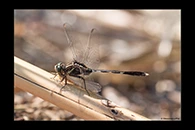 PhotoID: AusDr642. Slender Skimmer (Orthetrum sabina) - male