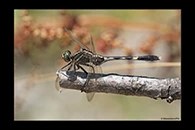 PhotoID: AusDr646. Slender Skimmer (Orthetrum sabina) - female