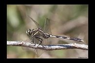 PhotoID: AusDr651. Slender Skimmer (Orthetrum sabina) - female