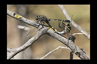PhotoID: AusDr652. Slender Skimmer (Orthetrum sabina) - copula