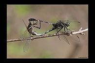 PhotoID: AusDr653. Slender Skimmer (Orthetrum sabina) - copula