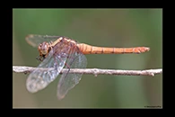 PhotoID: AusDr045. Fiery Skimmer (Orthetrum villosovittatum) - female