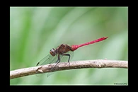 PhotoID: AusDr046. Fiery Skimmer (Orthetrum villosovittatum) - male
