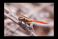 PhotoID: AusDr054. Fiery Skimmer (Orthetrum villosovittatum) - immature male