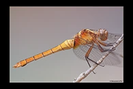 PhotoID: AusDr059. Fiery Skimmer (Orthetrum villosovittatum) - female