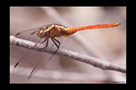 PhotoID: AusDr060. Fiery Skimmer (Orthetrum villosovittatum) - immature male