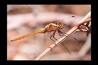 PhotoID: AusDr162. Fiery Skimmer (Orthetrum villosovittatum) - immature male