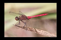 PhotoID: AusDr173. Fiery Skimmer (Orthetrum villosovittatum) - male