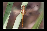 PhotoID: AusDr175. Fiery Skimmer (Orthetrum villosovittatum) - female