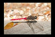 PhotoID: AusDr238. Fiery Skimmer (Orthetrum villosovittatum) - male