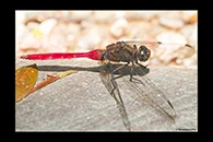 PhotoID: AusDr239. Fiery Skimmer (Orthetrum villosovittatum) - male