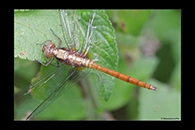 PhotoID: AusDr272. Fiery Skimmer (Orthetrum villosovittatum) - male
