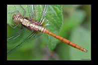 PhotoID: AusDr273. Fiery Skimmer (Orthetrum villosovittatum) - male