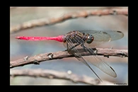 PhotoID: AusDr319. Fiery Skimmer (Orthetrum villosovittatum) - male