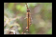 PhotoID: AusDr658. Wandering Glider (Pantala flavescens) - male