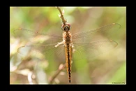 PhotoID: AusDr660. Wandering Glider (Pantala flavescens) - male