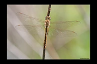 PhotoID: AusDr661. Wandering Glider (Pantala flavescens) - female