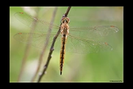 PhotoID: AusDr662. Wandering Glider (Pantala flavescens) - female