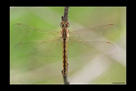 PhotoID: AusDr665. Wandering Glider (Pantala flavescens) - female
