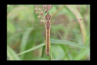 PhotoID: AusDr668. Wandering Glider (Pantala flavescens) - female