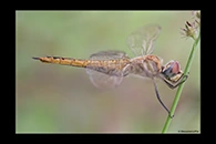 PhotoID: AusDr669. Wandering Glider (Pantala flavescens) - female
