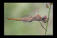 PhotoID: AusDr670. Wandering Glider (Pantala flavescens) - female