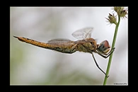 PhotoID: AusDr673. Wandering Glider (Pantala flavescens) - female