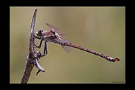 PhotoID: AusDr112. South-Eastern Petaltail (Petalura gigantea) - male