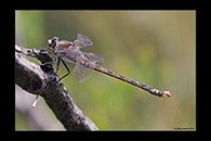 PhotoID: AusDr116. South-Eastern Petaltail (Petalura gigantea) - male