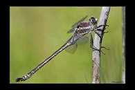 PhotoID: AusDr188. South-Eastern Petaltail (Petalura gigantea) - male