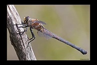 PhotoID: AusDr523. Western Petaltail (Petalura hesperia) - female