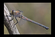 PhotoID: AusDr532. Western Petaltail (Petalura hesperia) - female
