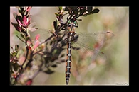 PhotoID: AusDr738. Eastern Swamp Emerald (Procordulia jacksoniensis) - male
