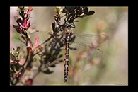PhotoID: AusDr739. Eastern Swamp Emerald (Procordulia jacksoniensis) - male