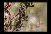 PhotoID: AusDr740. Eastern Swamp Emerald (Procordulia jacksoniensis) - male