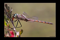 PhotoID: AusDr741. Eastern Swamp Emerald (Procordulia jacksoniensis) - male