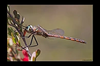 PhotoID: AusDr742. Eastern Swamp Emerald (Procordulia jacksoniensis) - male