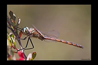 PhotoID: AusDr743. Eastern Swamp Emerald (Procordulia jacksoniensis) - male