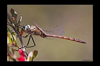 PhotoID: AusDr744. Eastern Swamp Emerald (Procordulia jacksoniensis) - male