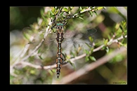 PhotoID: AusDr745. Eastern Swamp Emerald (Procordulia jacksoniensis) - male