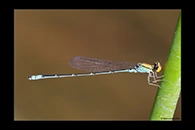 PhotoID: AusDa464. Gold-Fronted Riverdamsel (Pseudagrion aureofrons) - male